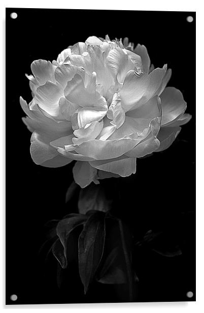   Flower in black and white Acrylic by Julian Bound