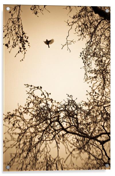  A bird in winter trees Acrylic by Julian Bound