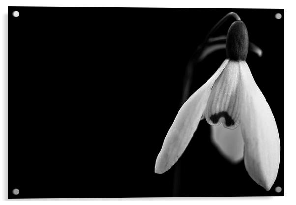  Snowdrops in black and white Acrylic by Julian Bound