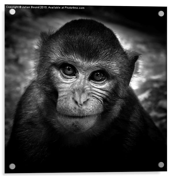  Monkey of Bali Acrylic by Julian Bound