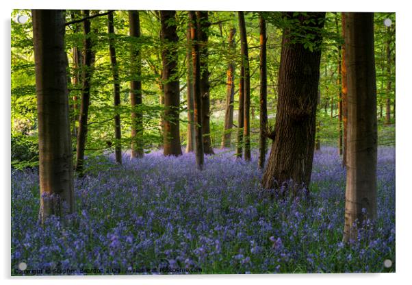 Springtime Bluebells Woodland Acrylic by Stephen Beardon