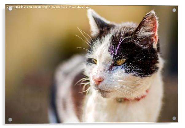  Thomas the cat Acrylic by Glenn Cresser