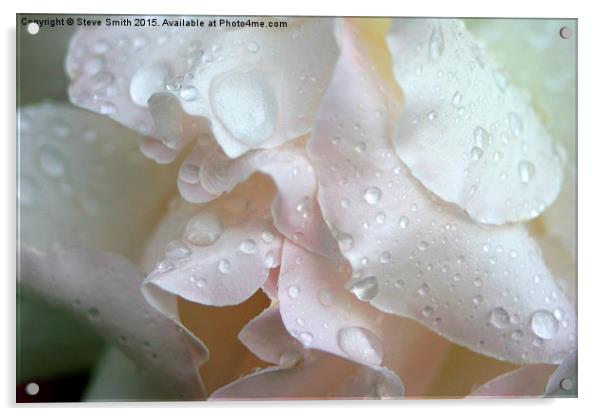 Blushing Rose Acrylic by Steve Smith