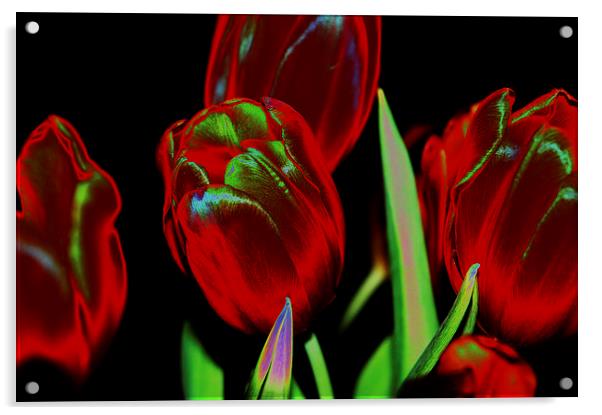 Tulips Acrylic by Harvey Hudson