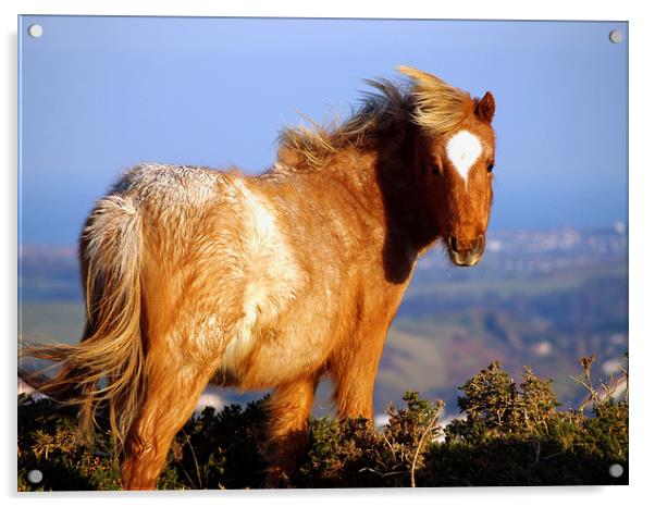 Welsh Mountain Pony Acrylic by Harvey Hudson
