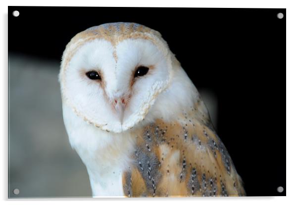 Barn Owl Acrylic by Harvey Hudson