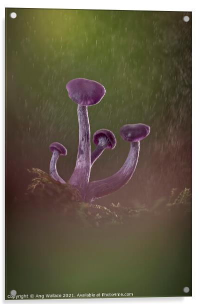 Amethyst deceiver mushrooms in rain Acrylic by Ang Wallace