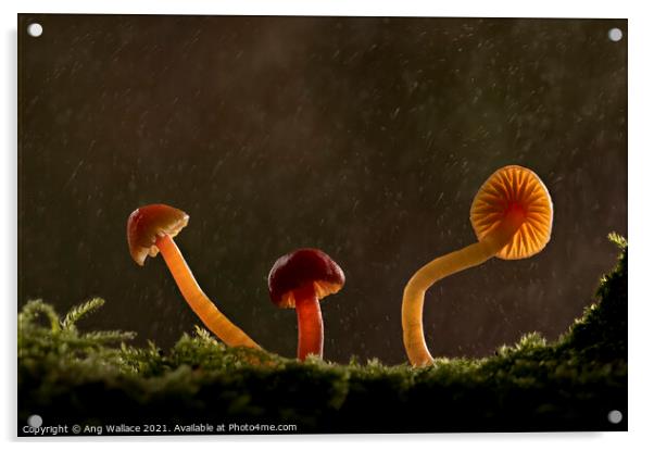 three waxcap mushrooms in rain Acrylic by Ang Wallace