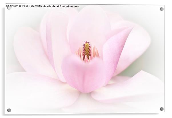  Tulip Magnolia Acrylic by Paul Bate