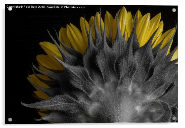  Selective Sunflower Acrylic by Paul Bate