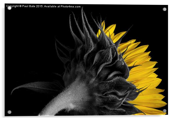   Selective Sunflower II Acrylic by Paul Bate