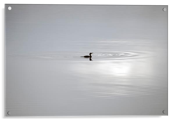 Shag Fishing on Loch Fyne Acrylic by Rich Fotografi 