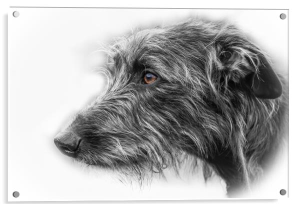 Shaggy Dog. Acrylic by Bill Allsopp