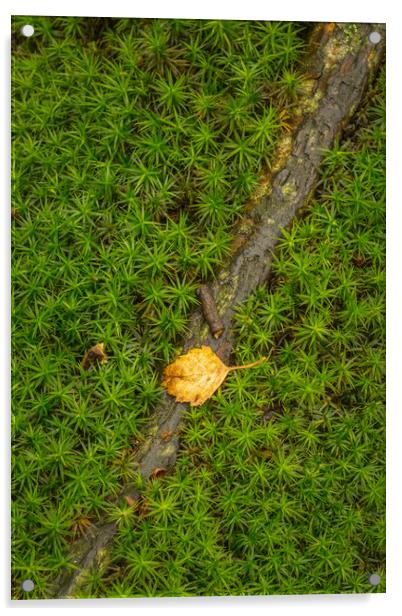Star Moss growing in woodland. Acrylic by Bill Allsopp