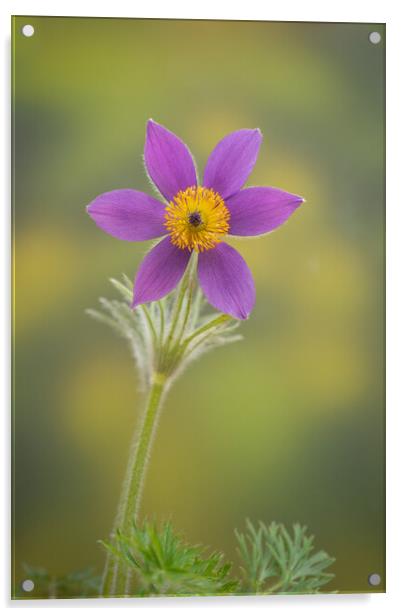 Pasque flower Acrylic by Bill Allsopp