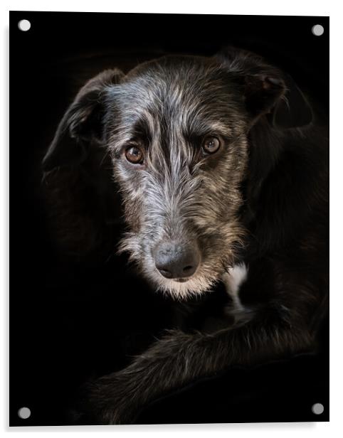 Portrait of a lurcher puppy. Acrylic by Bill Allsopp