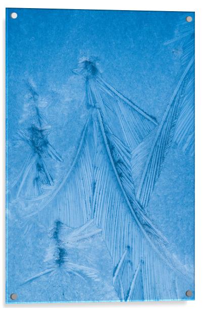 Jack Frost's Feathers  Acrylic by Bill Allsopp