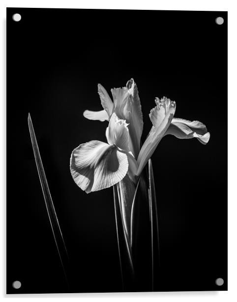 White Iris. Acrylic by Bill Allsopp