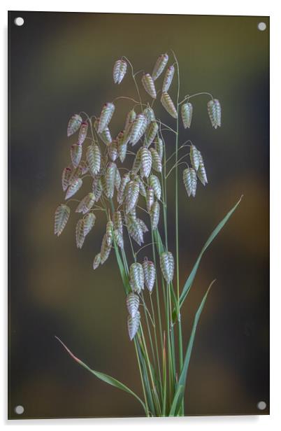 Greater Quaking Grass. Acrylic by Bill Allsopp