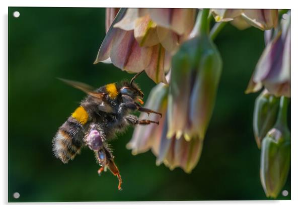 Flight of the Bumble Bee #3 Acrylic by Bill Allsopp