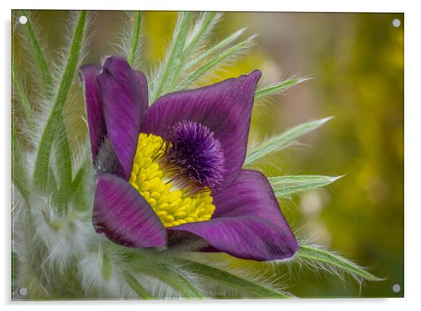 Pasque flower close up. Acrylic by Bill Allsopp