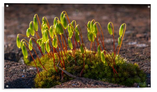 Enthralling Moss Microcosm Unveiled Acrylic by Bill Allsopp