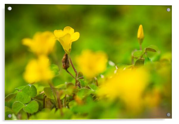Yellow Oxalis flowers Acrylic by Bill Allsopp