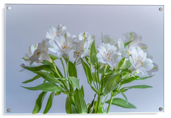 White Alstroemeria. Acrylic by Bill Allsopp