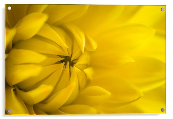 Yellow dahlia crown. Acrylic by Bill Allsopp