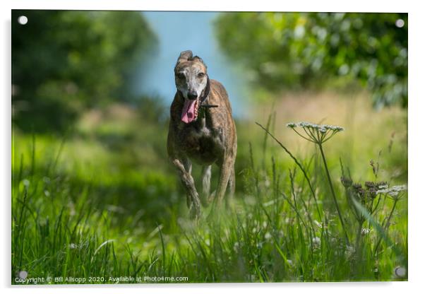 A brindle Greyhound running in long grass. Acrylic by Bill Allsopp