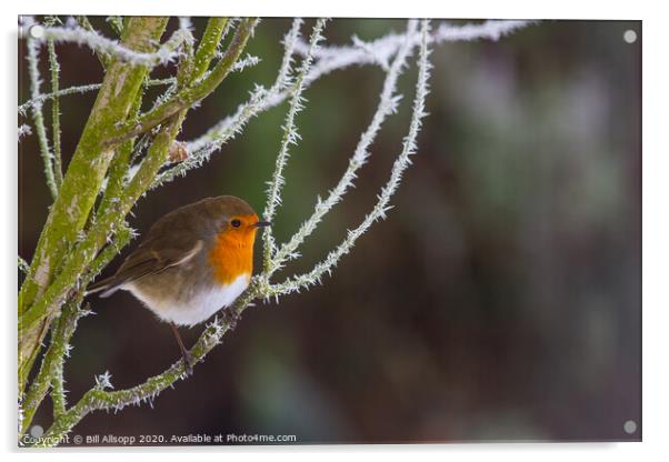 Robin in frost. Acrylic by Bill Allsopp