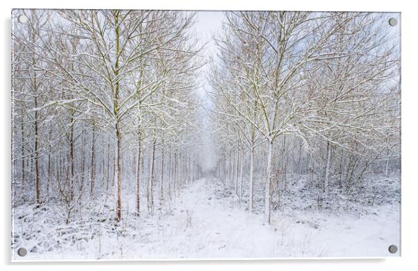 Woodland in winter. Acrylic by Bill Allsopp