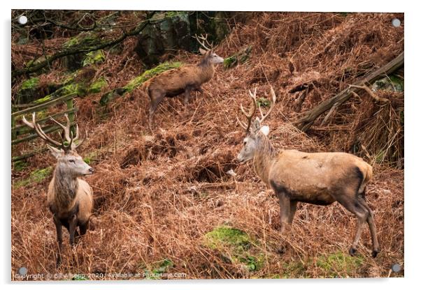 Three red deer stags. Acrylic by Bill Allsopp