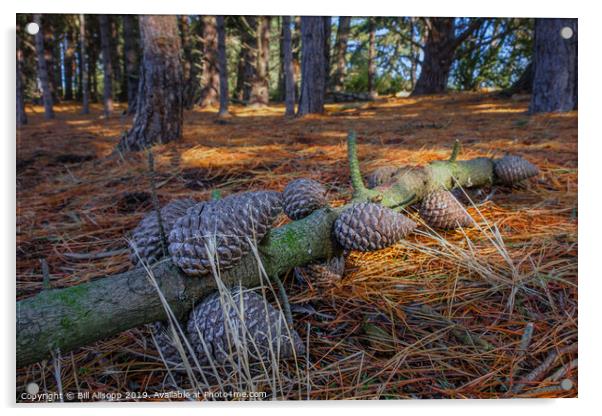Pine cones at Holkham Acrylic by Bill Allsopp