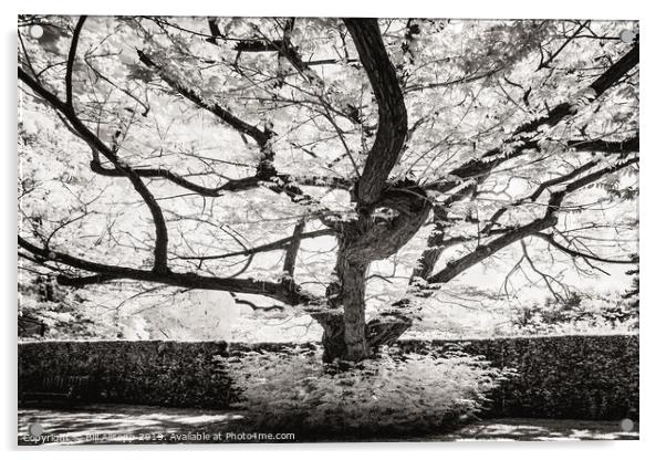 Leicester Botanical Gardens tree. Acrylic by Bill Allsopp