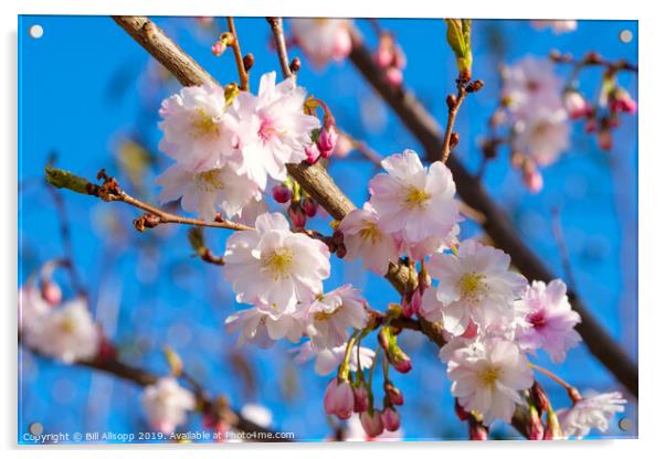 Cherry Blossom. Acrylic by Bill Allsopp