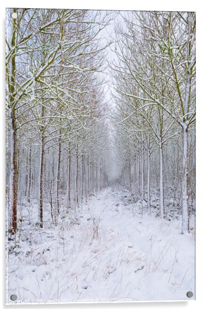 Woodland in winter. Acrylic by Bill Allsopp