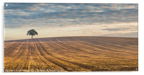 Lone tree at sunrise. Acrylic by Bill Allsopp