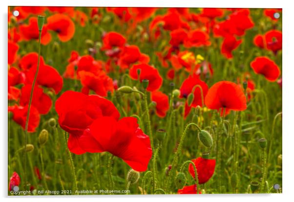 Field Poppies #2 Acrylic by Bill Allsopp