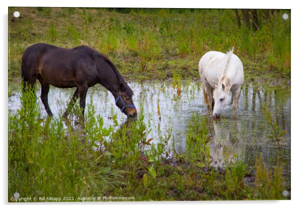 Horses grazing in a flooded field Acrylic by Bill Allsopp