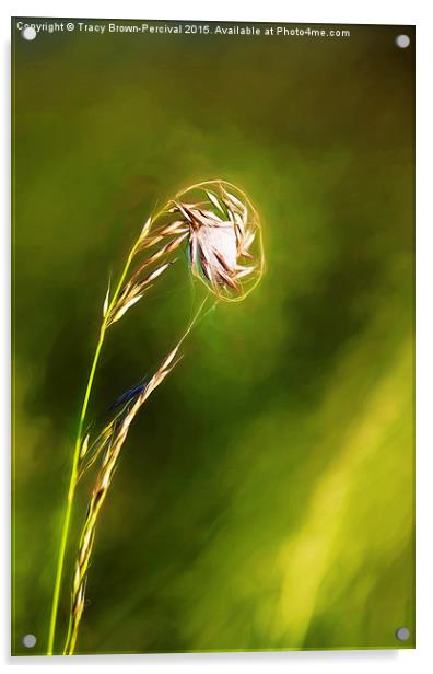  Grass Web Acrylic by Tracy Brown-Percival