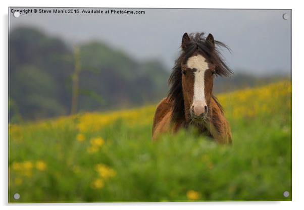  Wild Pony Acrylic by Steve Morris