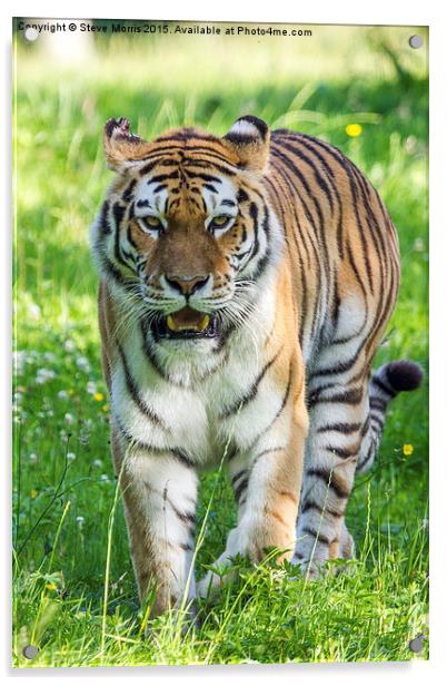  Amur Tiger Acrylic by Steve Morris