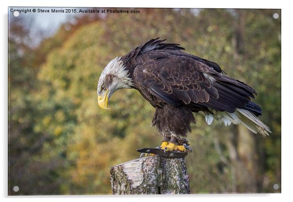 Golden Eagle Acrylic by Steve Morris