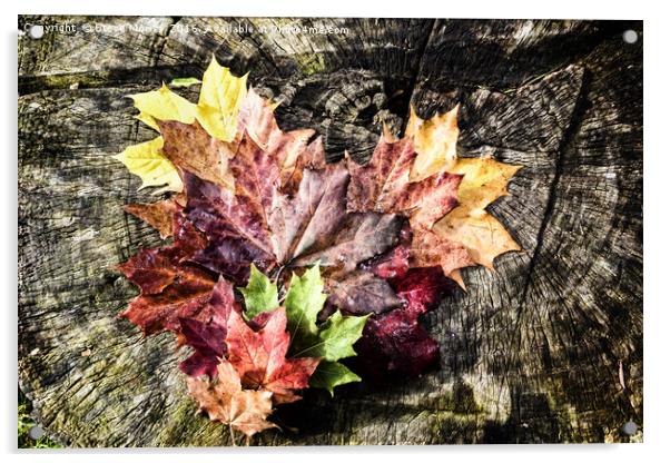 Love Autumn Acrylic by Steve Morris