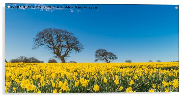 Springtime in Wales Acrylic by Steve Morris