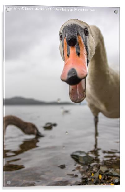 Swan - Derwent Water Acrylic by Steve Morris