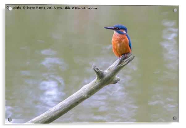 Kingfisher Acrylic by Steve Morris