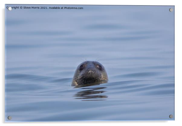 Cheeky Seal Acrylic by Steve Morris