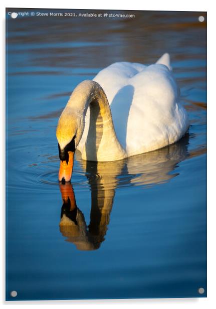 Mute Swan  Acrylic by Steve Morris